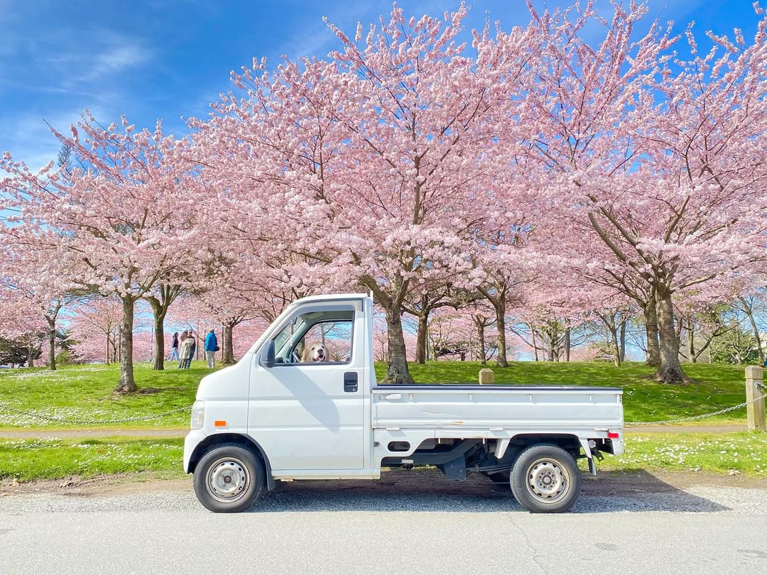 Side view of a white 2007 Honda Acty Truck HA7 parked beneath blooming cherry blossom trees, showcasing its compact utility design in a scenic outdoor spring setting.