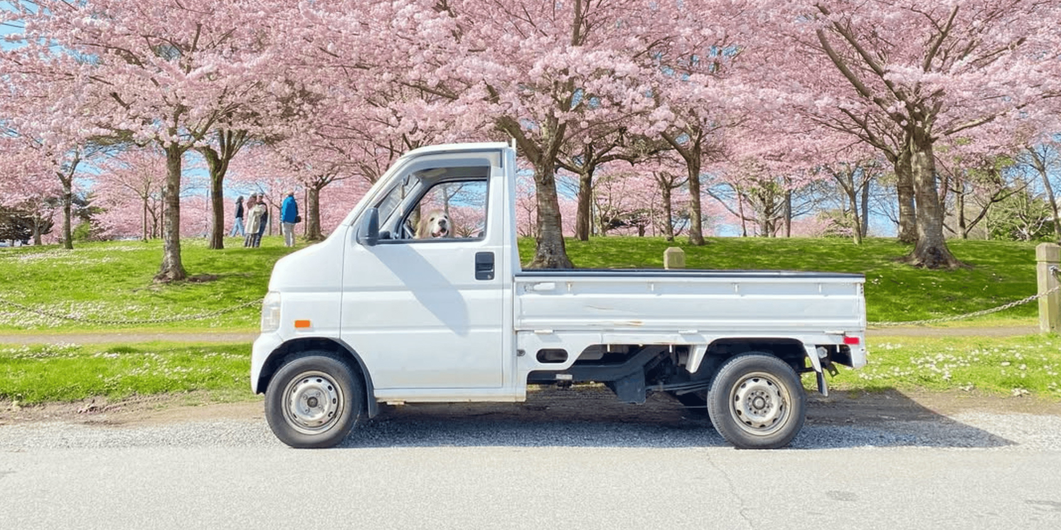 2000 Honda Acty HA7 white kei truck side profile parked in front of blooming cherry blossom trees with dog in driver seat in spring Japanese mini truck scene